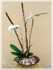 Orchid Plant Arrangements by Le Jardin Florist