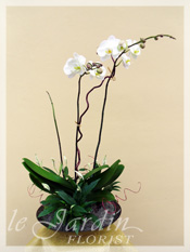 Orchid Plant Arrangements by Le Jardin Florist