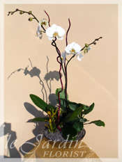 Orchid Plant Arrangements by Le Jardin Florist