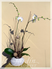 Orchid Plant Arrangements by Le Jardin Florist