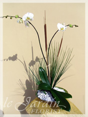 Orchid Plant Arrangements by Le Jardin Florist