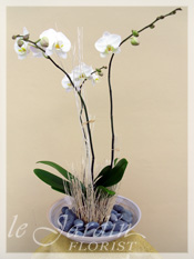 Orchid Plant Arrangements by Le Jardin Florist