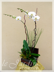 Orchid Plant Arrangements by Le Jardin Florist