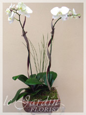 Imperial ORCHID ARRANGEMENTS